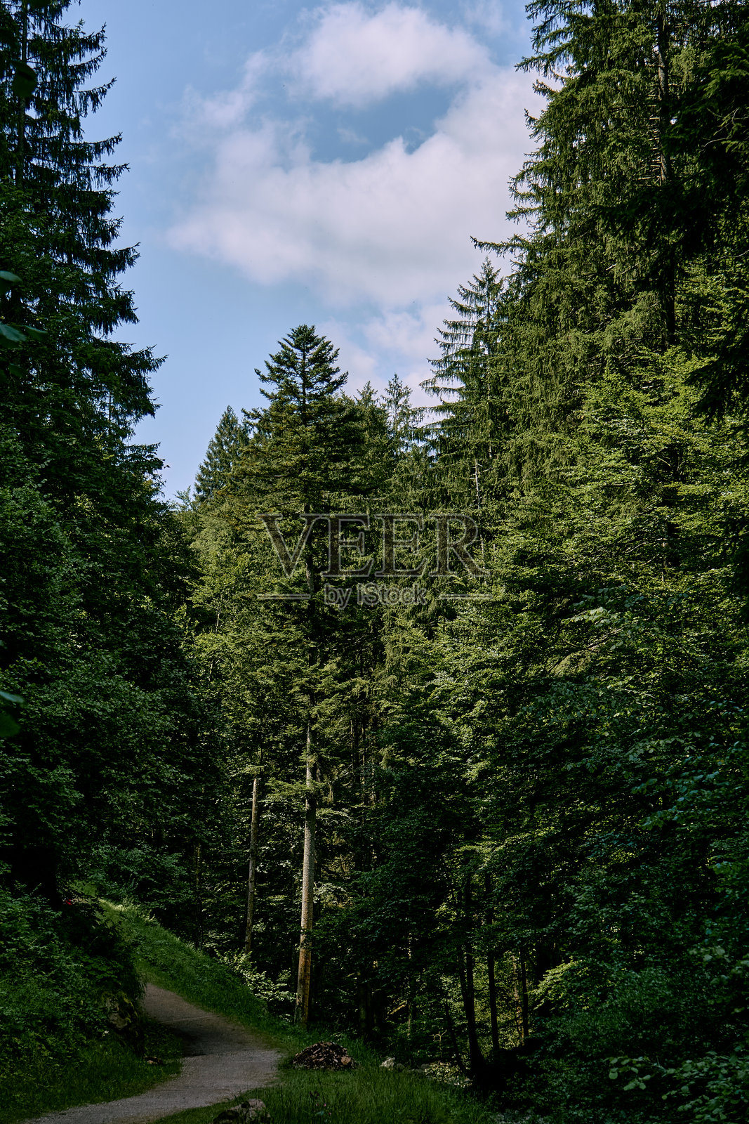 宁静的森林小径，绿树成荫照片摄影图片