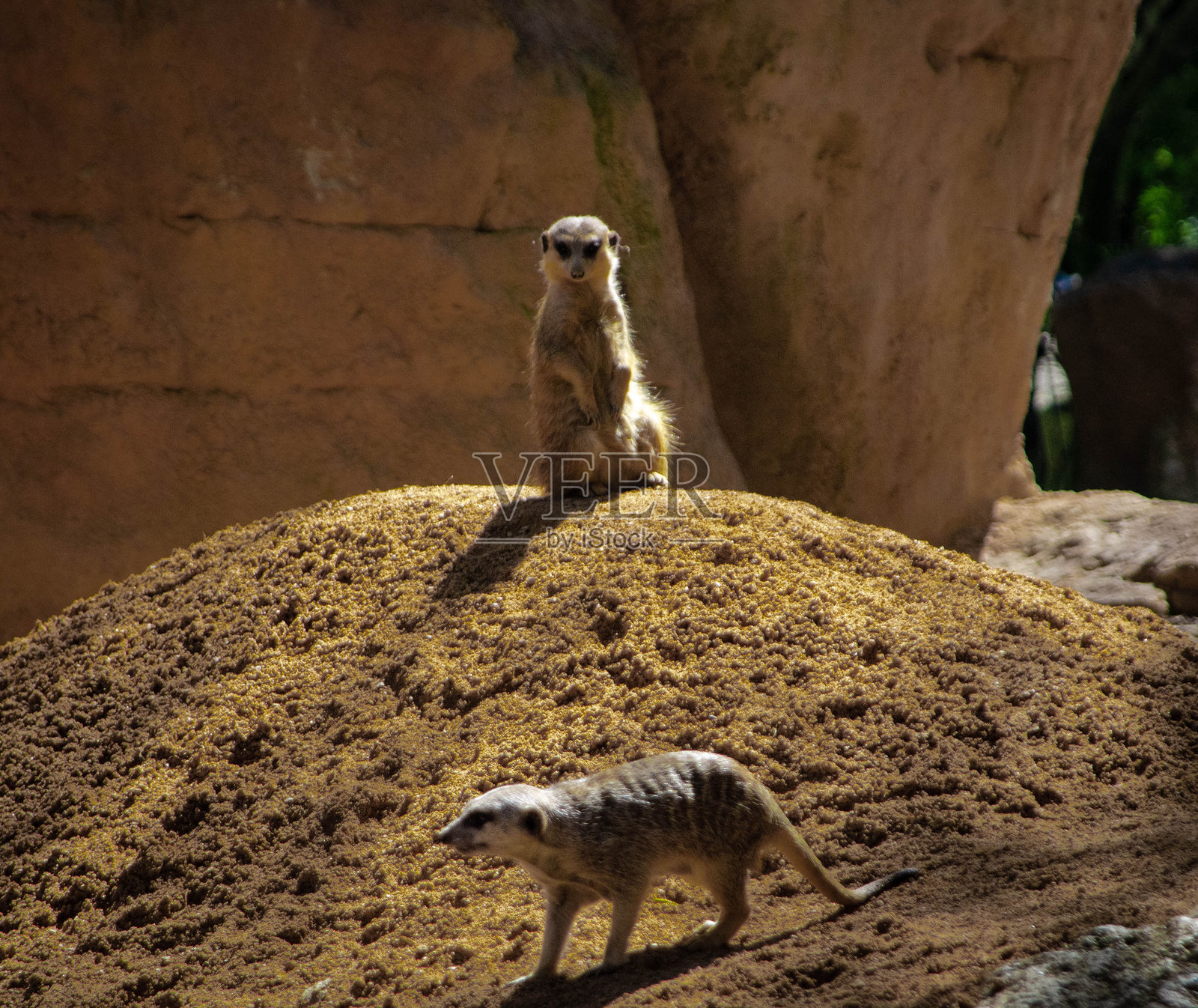 土狼坐在地上 - 股票照片照片摄影图片