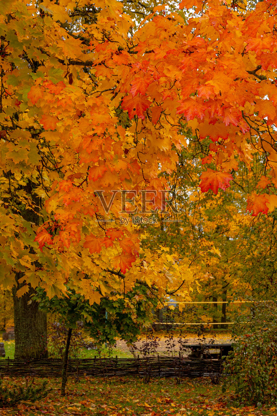 橙色枫树照片摄影图片