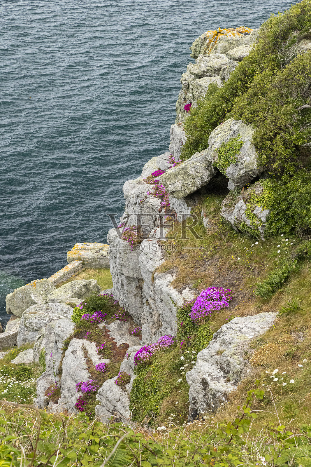 悬崖上的花朵照片摄影图片