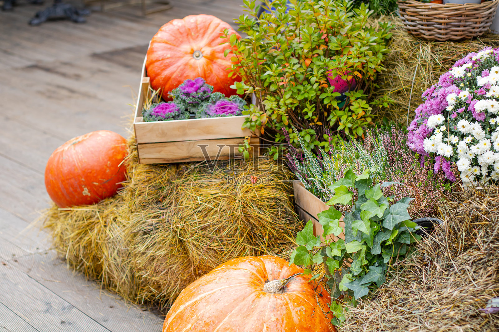 色彩斑斓、充满欢快气息的秋季丰收展示，展现了生动的南瓜和美丽的花朵。照片摄影图片