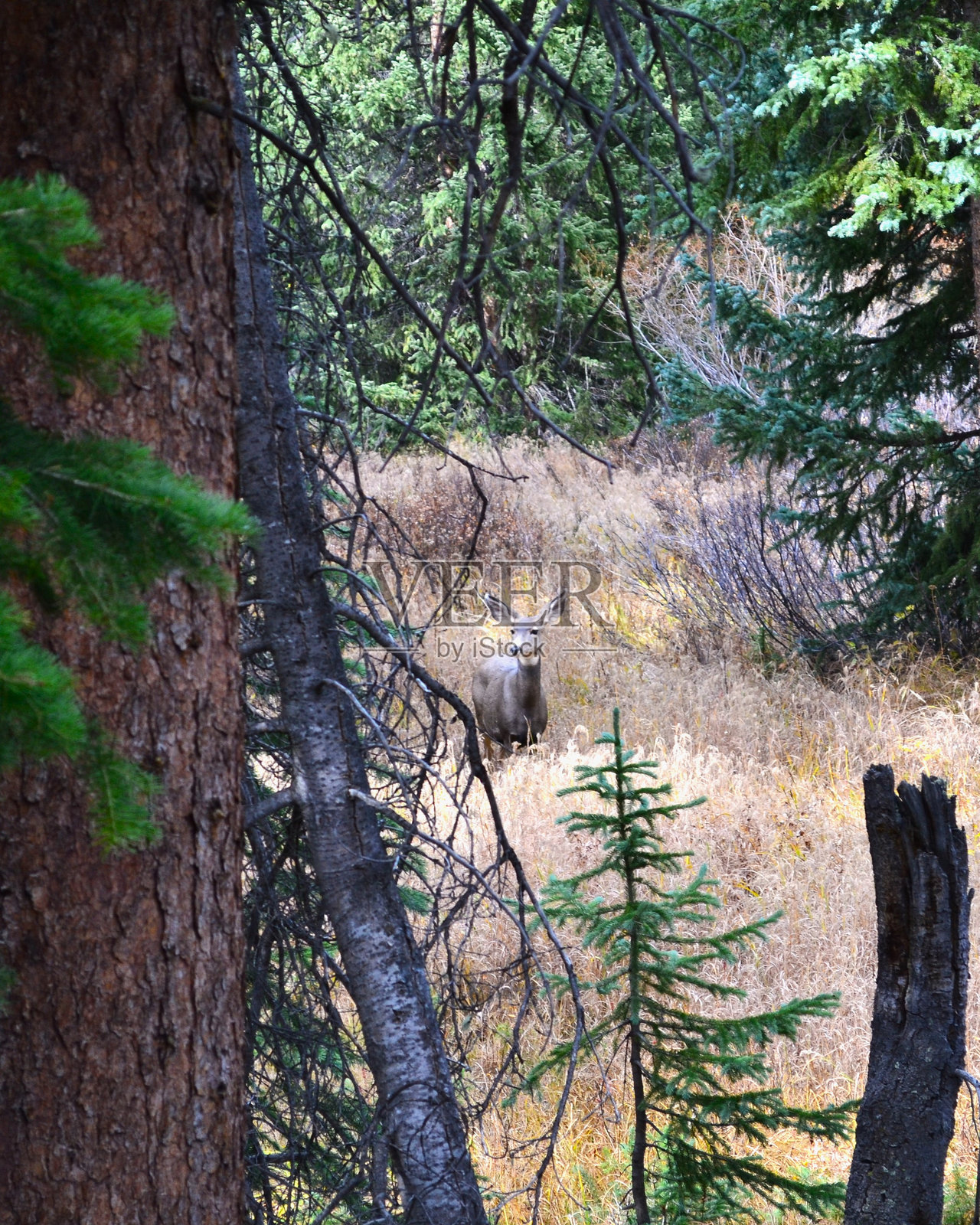 黎明时分的鹿照片摄影图片