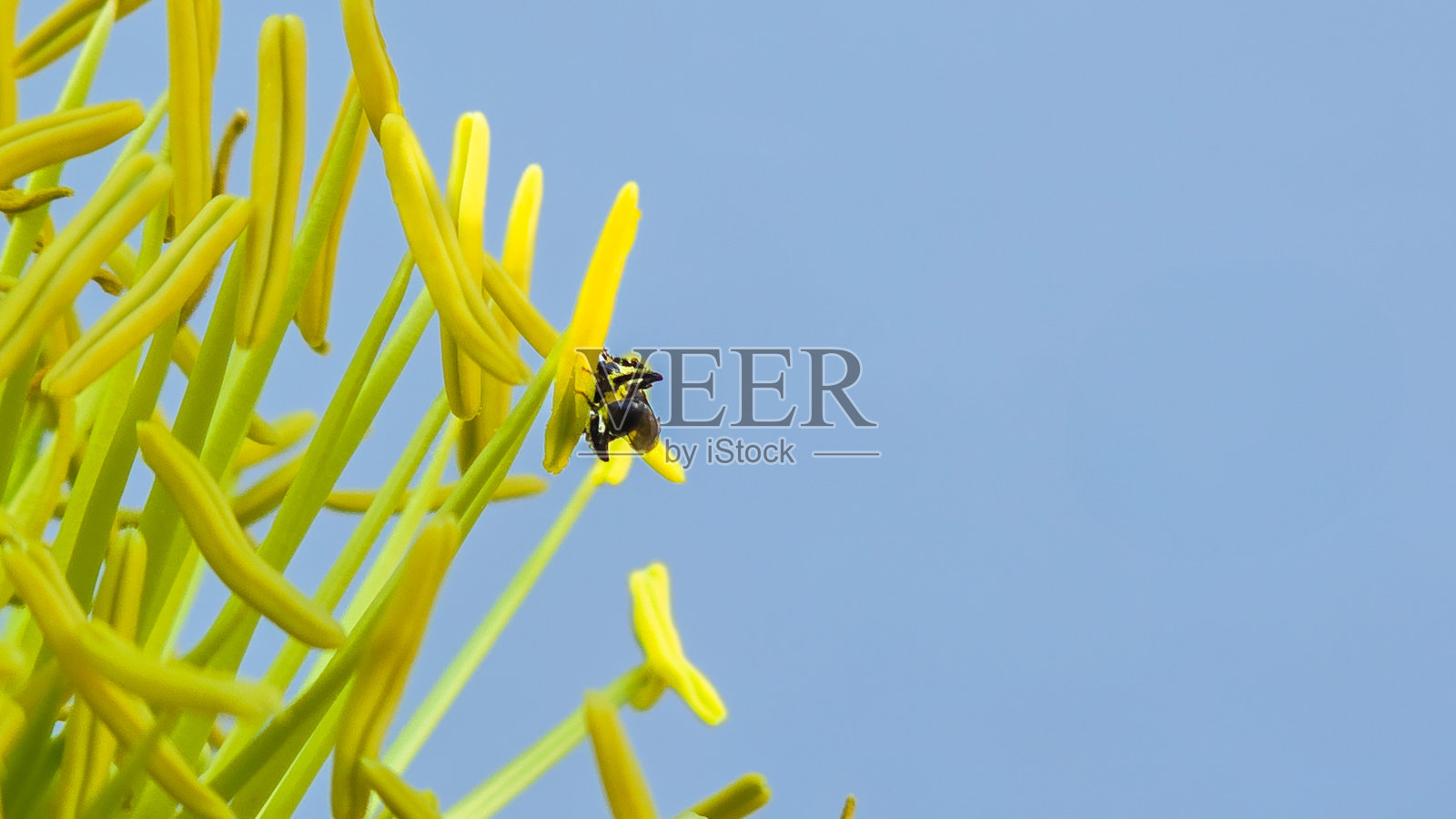 蜜蜂在蓝天下的黄色龙舌兰花上照片摄影图片