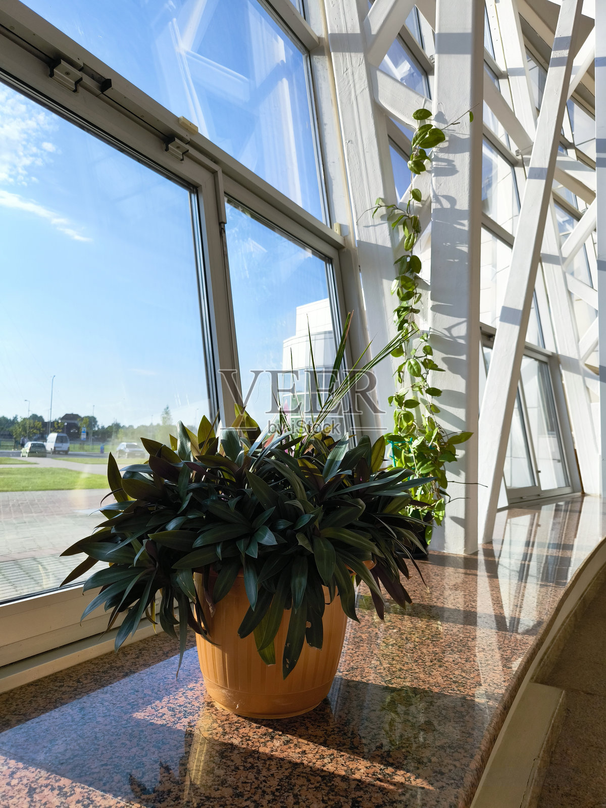 一盆常青花照片摄影图片