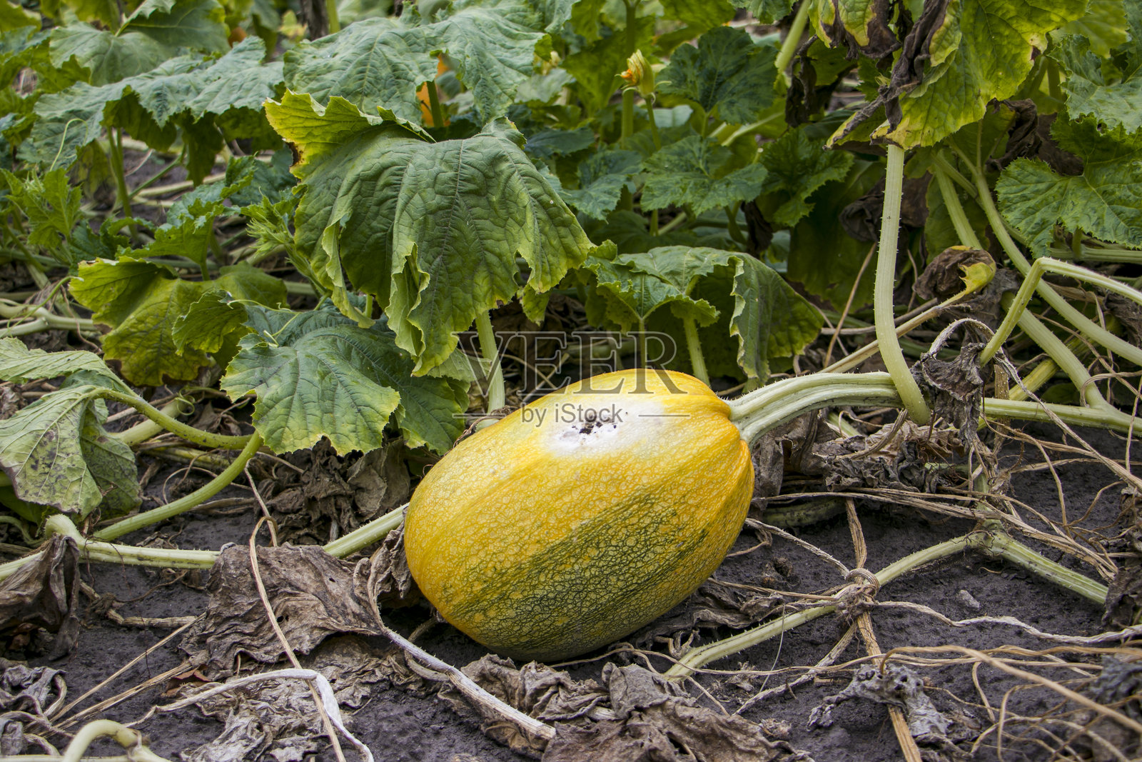 南瓜日灼。照片摄影图片
