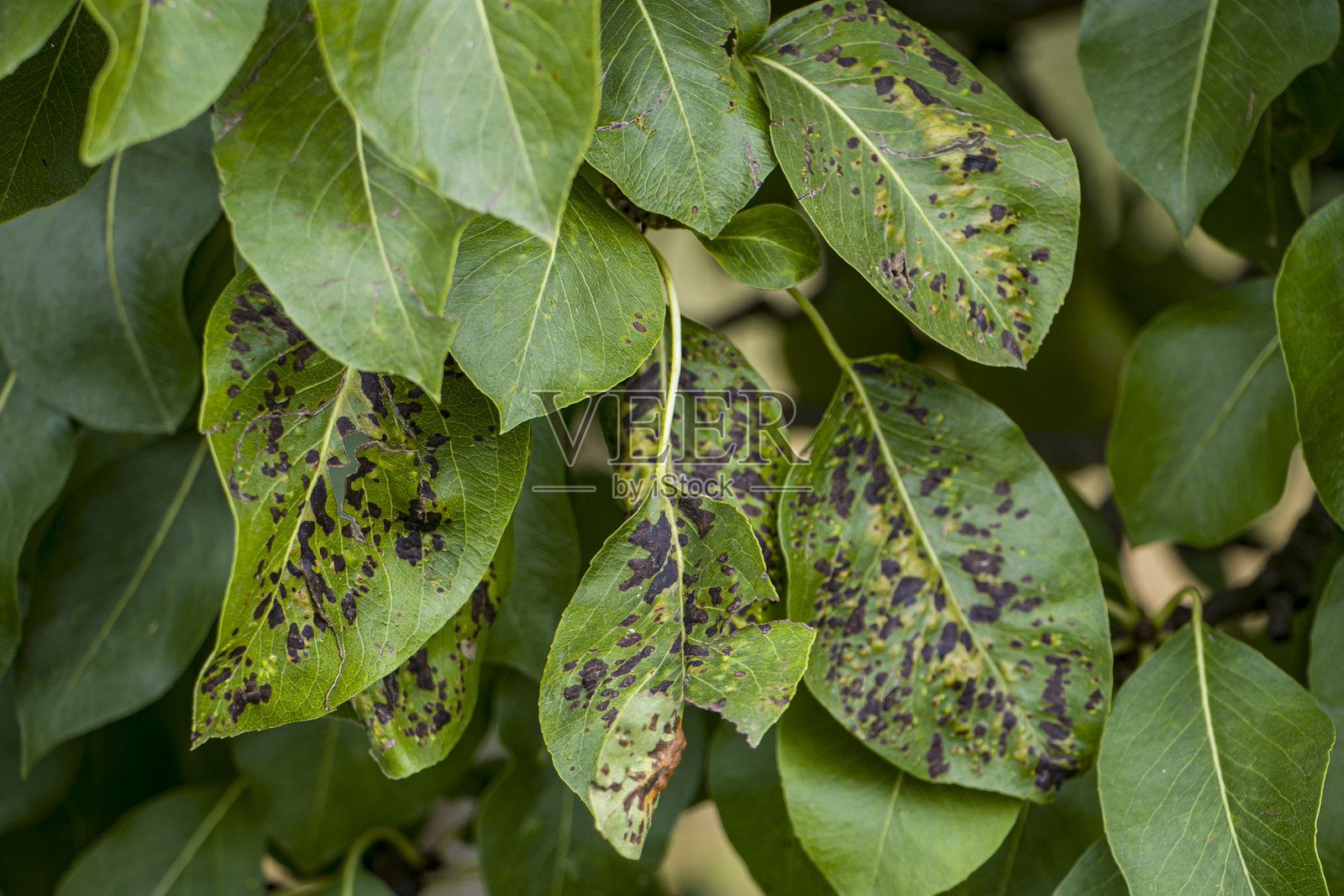 梨子的黑斑。照片摄影图片