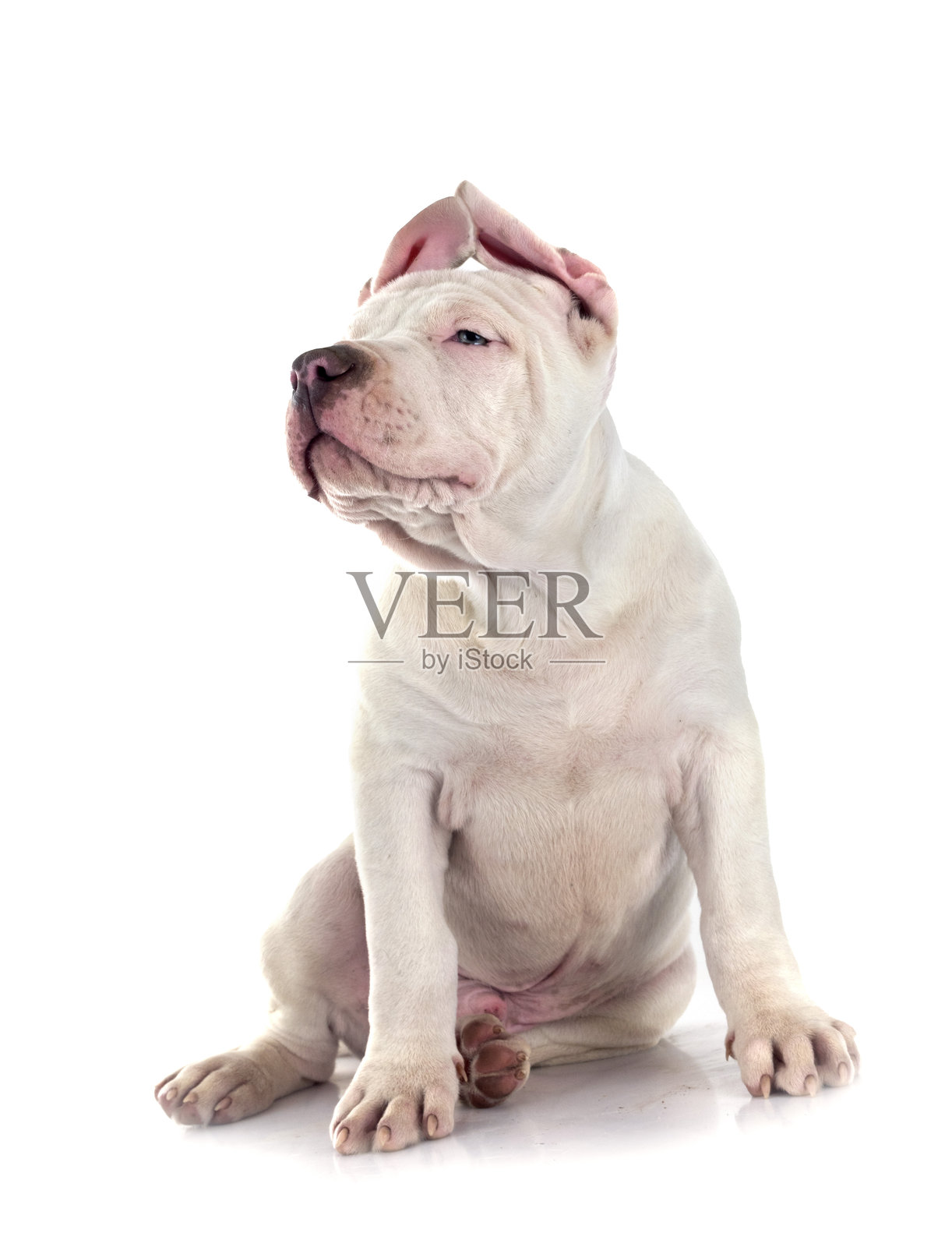 工作室里的巨型小狗照片摄影图片