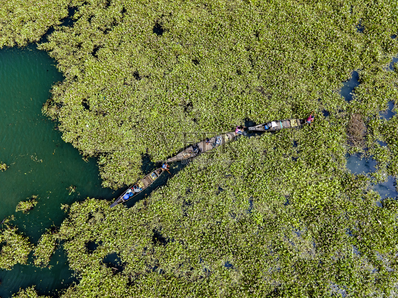 渔民在浓密的水生植物中驾船穿行照片摄影图片