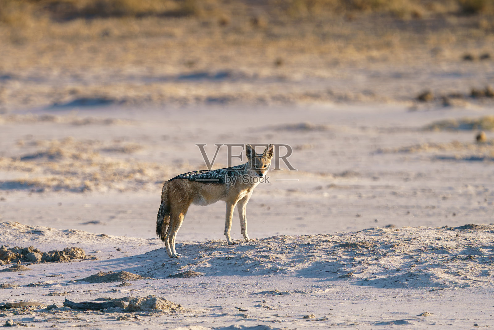 在野生动物园中看到的孤独豺狼照片摄影图片