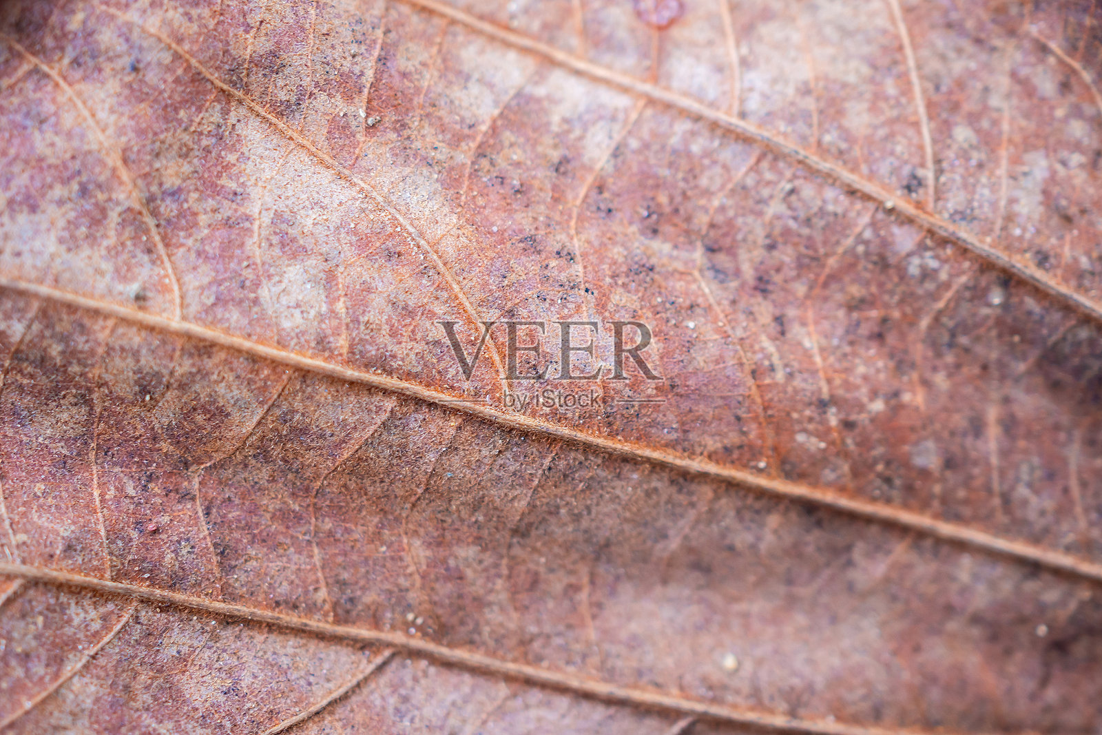 干枯的棕色树叶纹理特写背景照片摄影图片