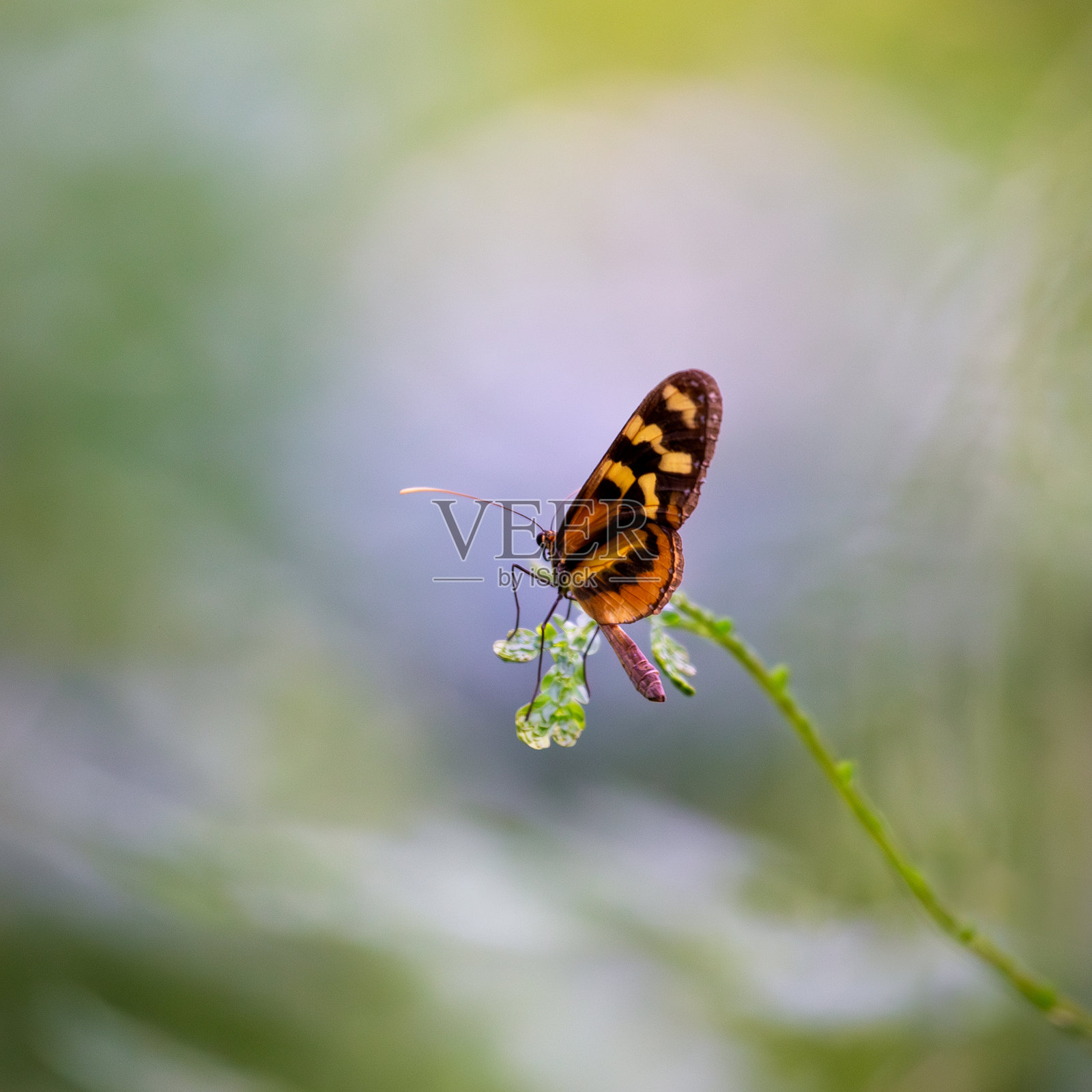 橙斑虎清翼蝶（Mechanitis polymnia）发现于中美洲照片摄影图片