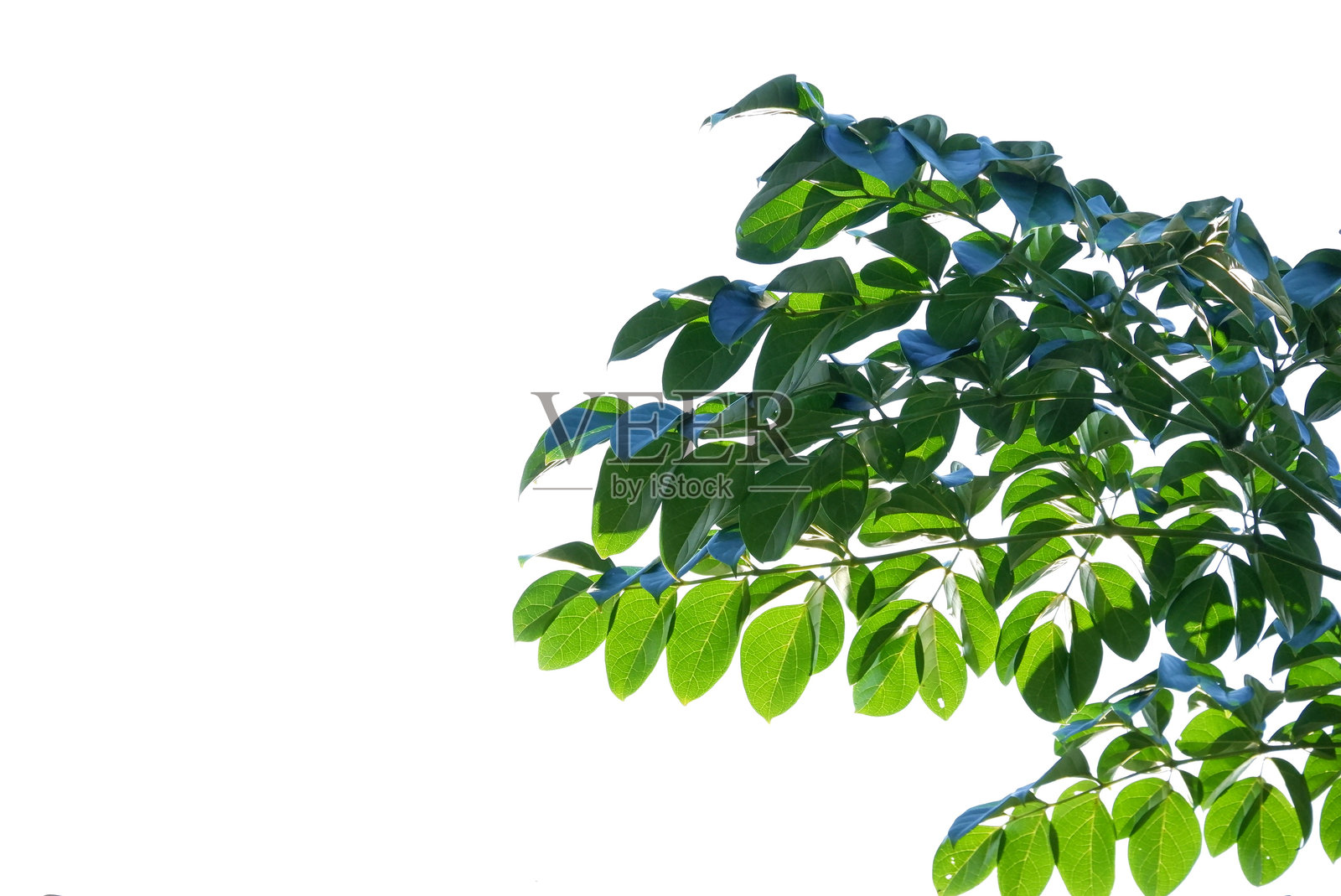 热带树木的叶子和树枝，背景为白色，适合绿色植物的衬托照片摄影图片