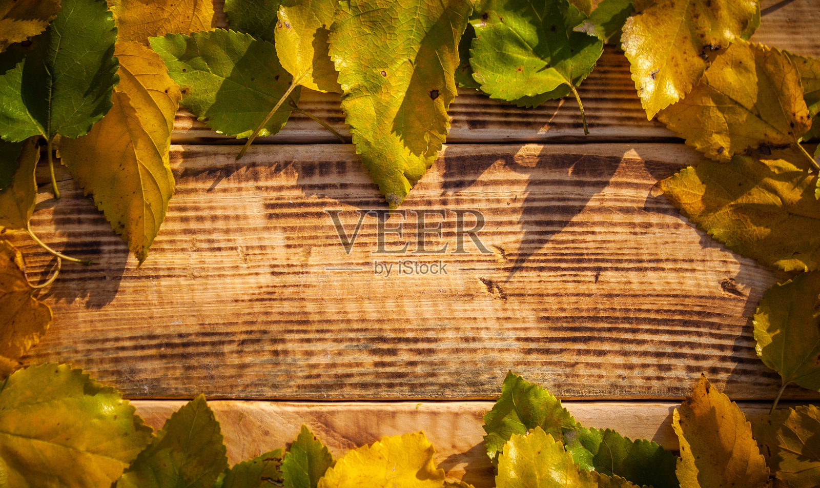 秋天的树叶在烧焦的木质背景上。黄色和红色的叶子纹理在棕色木材上方视角，留有空白空间。照片摄影图片