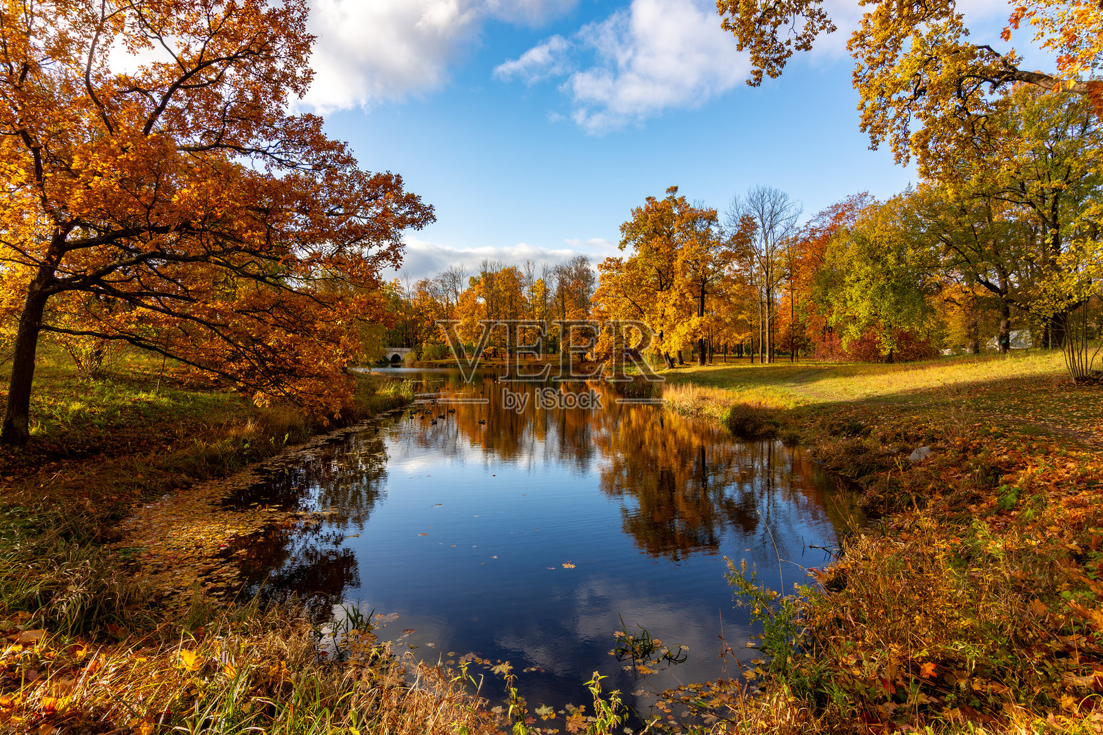 俄罗斯圣彼得堡的彼得霍夫（普希金）亚历山大公园的秋季 foliage照片摄影图片