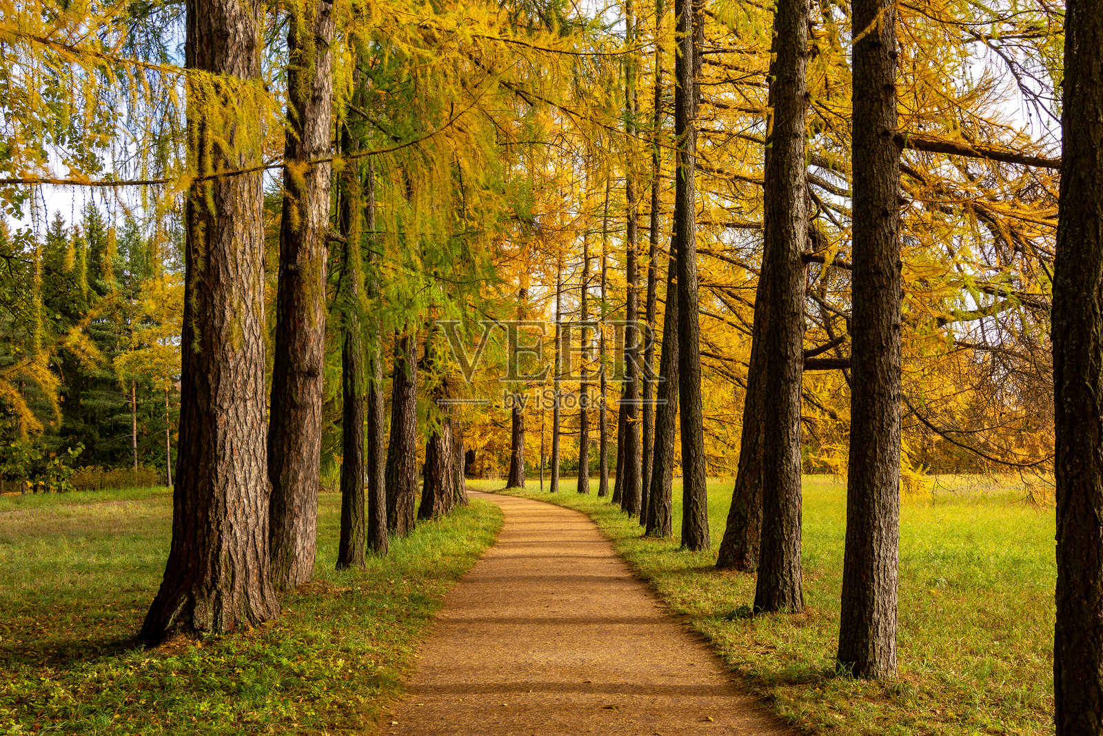 俄罗斯圣彼得堡的彼得霍夫（Tsarskoe Selo）凯瑟琳公园的秋季 foliage照片摄影图片