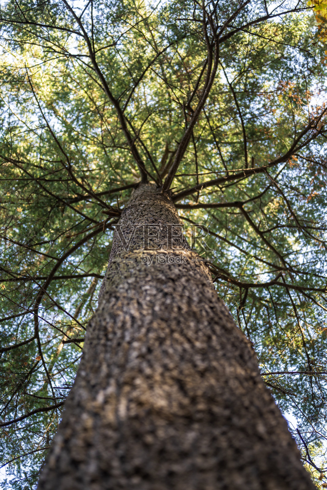 从下往上看松树与天空的景象照片摄影图片