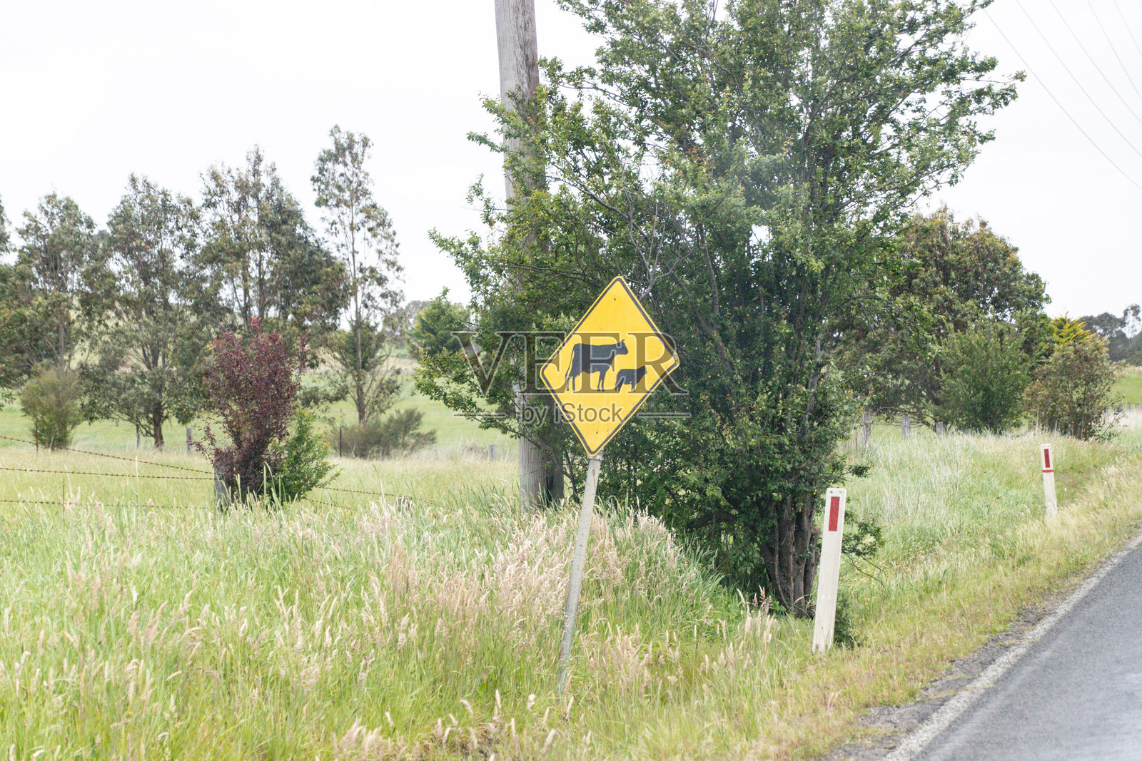 乡村道路旁的牲畜过路警告标志照片摄影图片