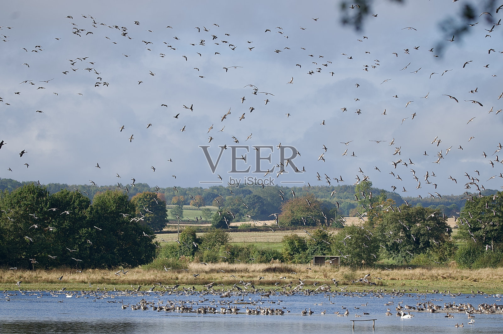秋季迁徙的灰雁群在空中飞翔照片摄影图片