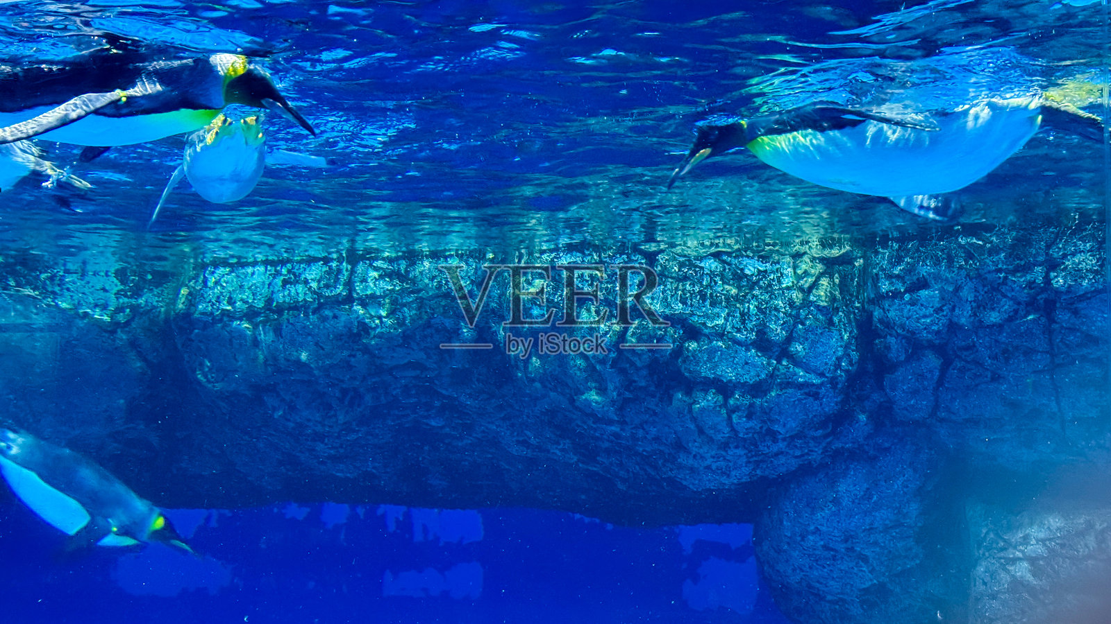 海洋生物照片摄影图片