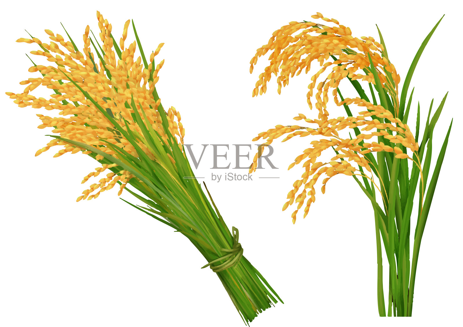 金色的稻穗和收获的稻穗束插画图片素材