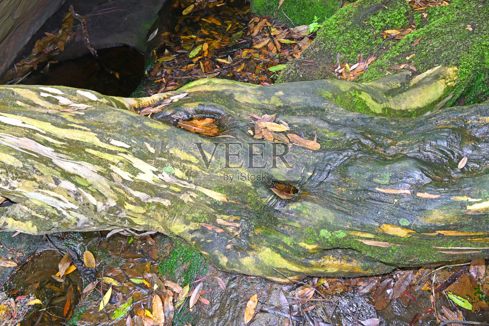 雨林中的桉树树干照片摄影图片