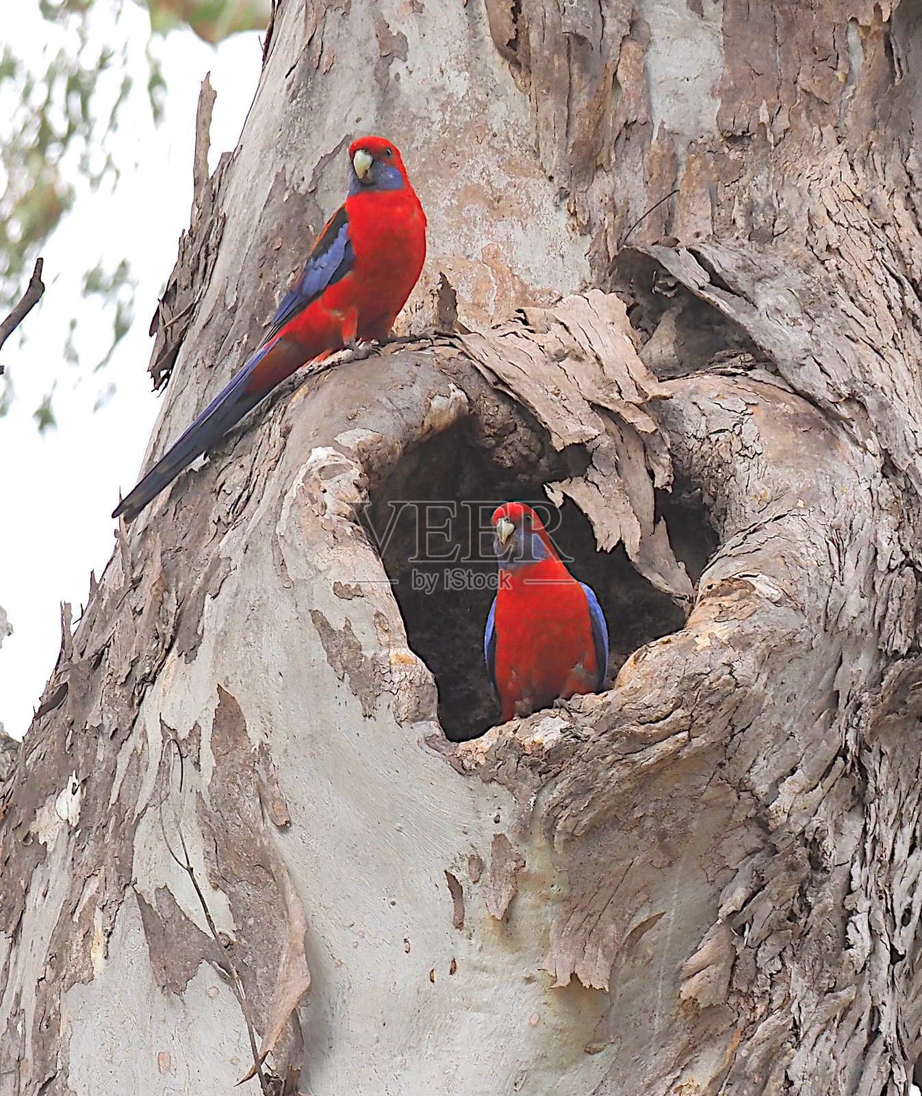 猩红玫瑰鹦鹉照片摄影图片