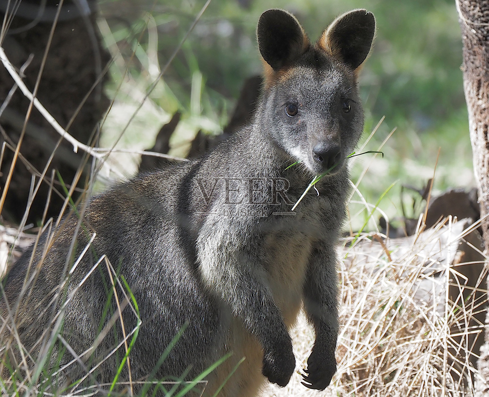 沼泽袋鼠照片摄影图片