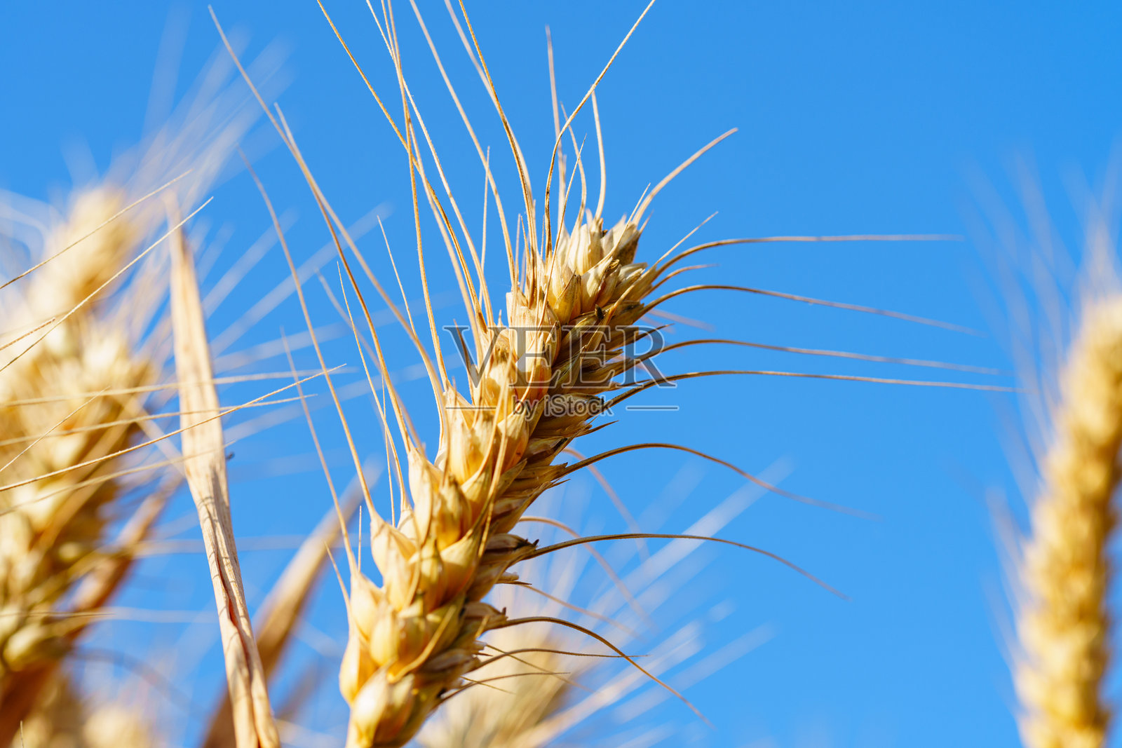 金黄成熟的麦穗在蓝天下挺立照片摄影图片