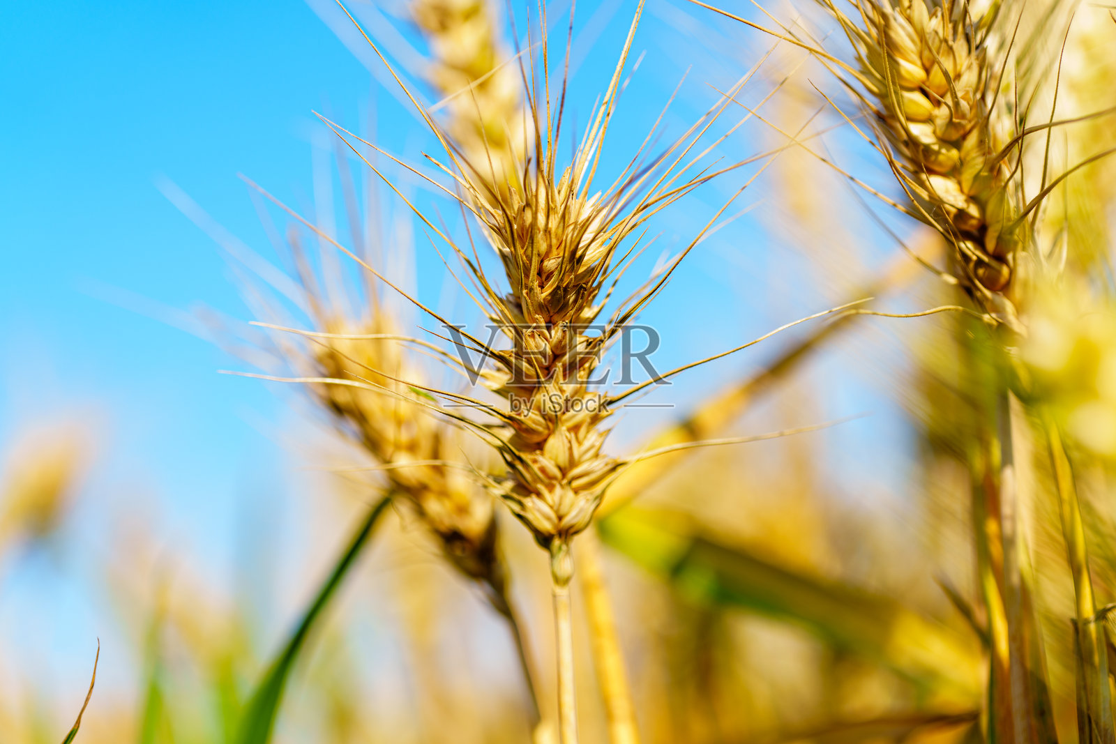 金黄成熟的麦穗在蓝天下挺立照片摄影图片