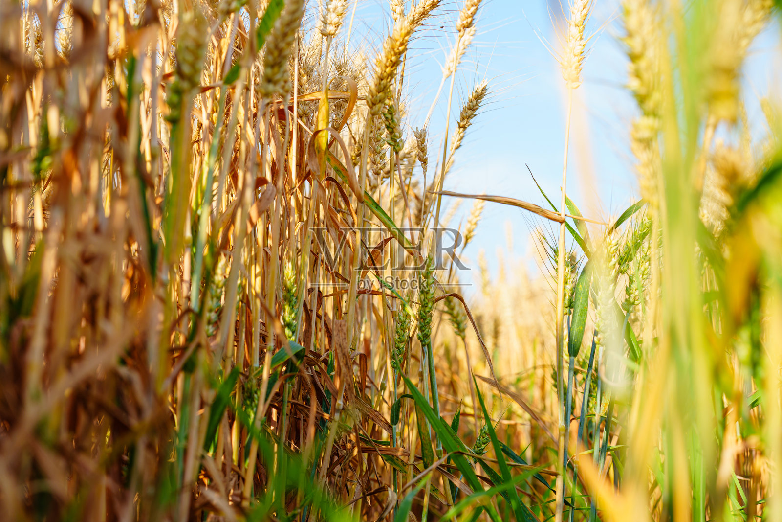 金色成熟的小麦穗在蓝天之下照片摄影图片