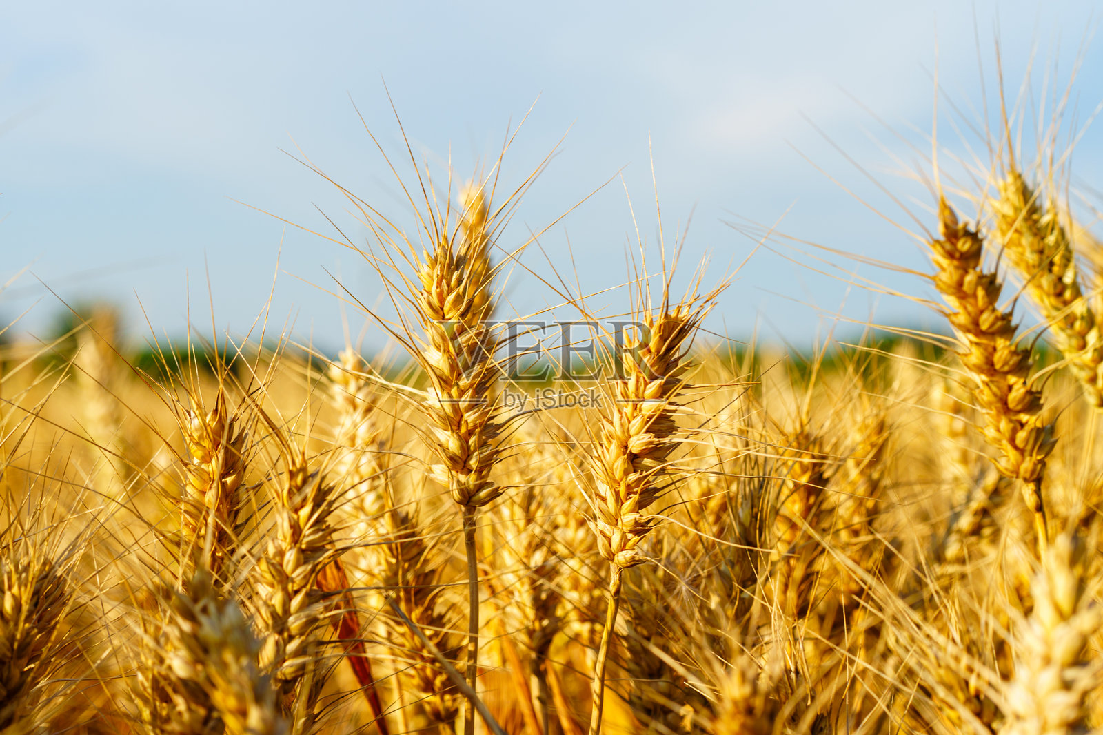 金黄成熟的麦穗在蓝天下挺立照片摄影图片