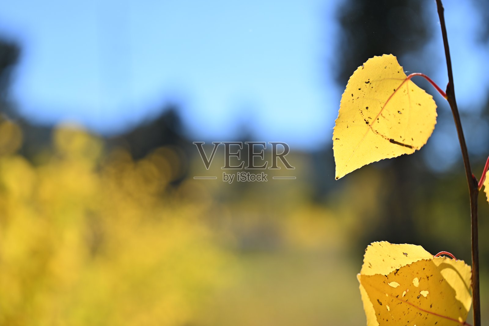 阿斯彭秋季色彩照片摄影图片