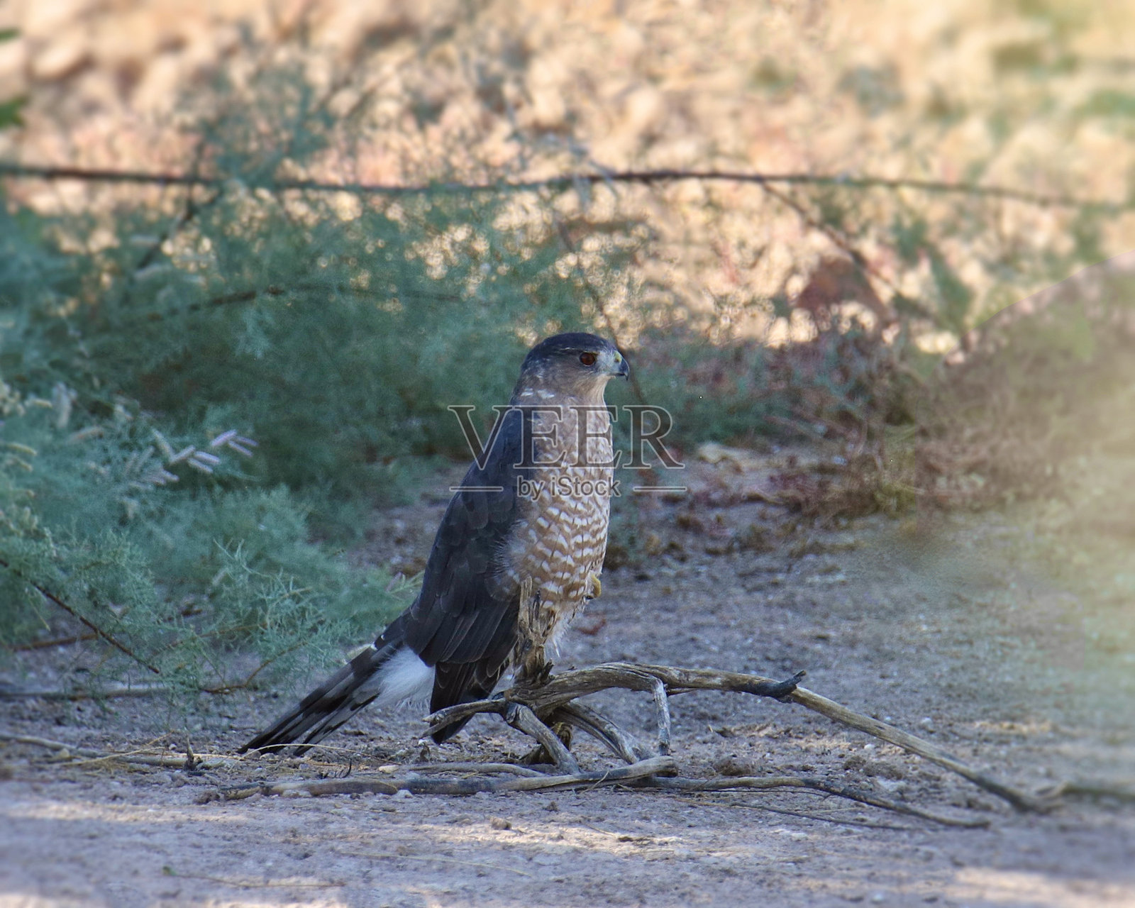 库珀鹰（Accipiter cooperii）栖息在地面上照片摄影图片