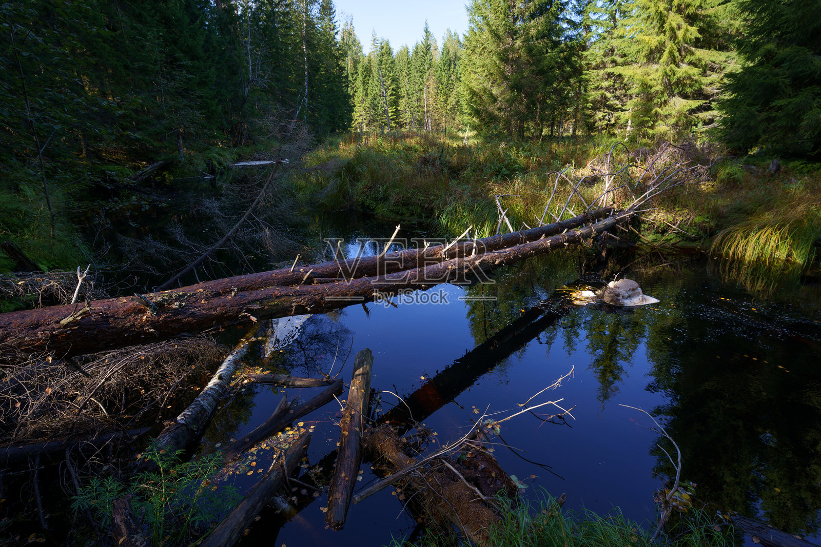 芬兰塞伊采米宁国家公园小河上的倒树照片摄影图片