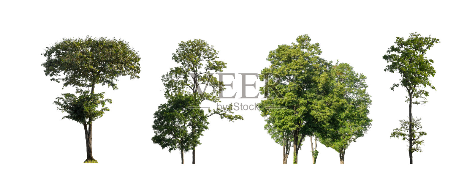 一组孤立的树木在白色背景上，树木的集合照片摄影图片