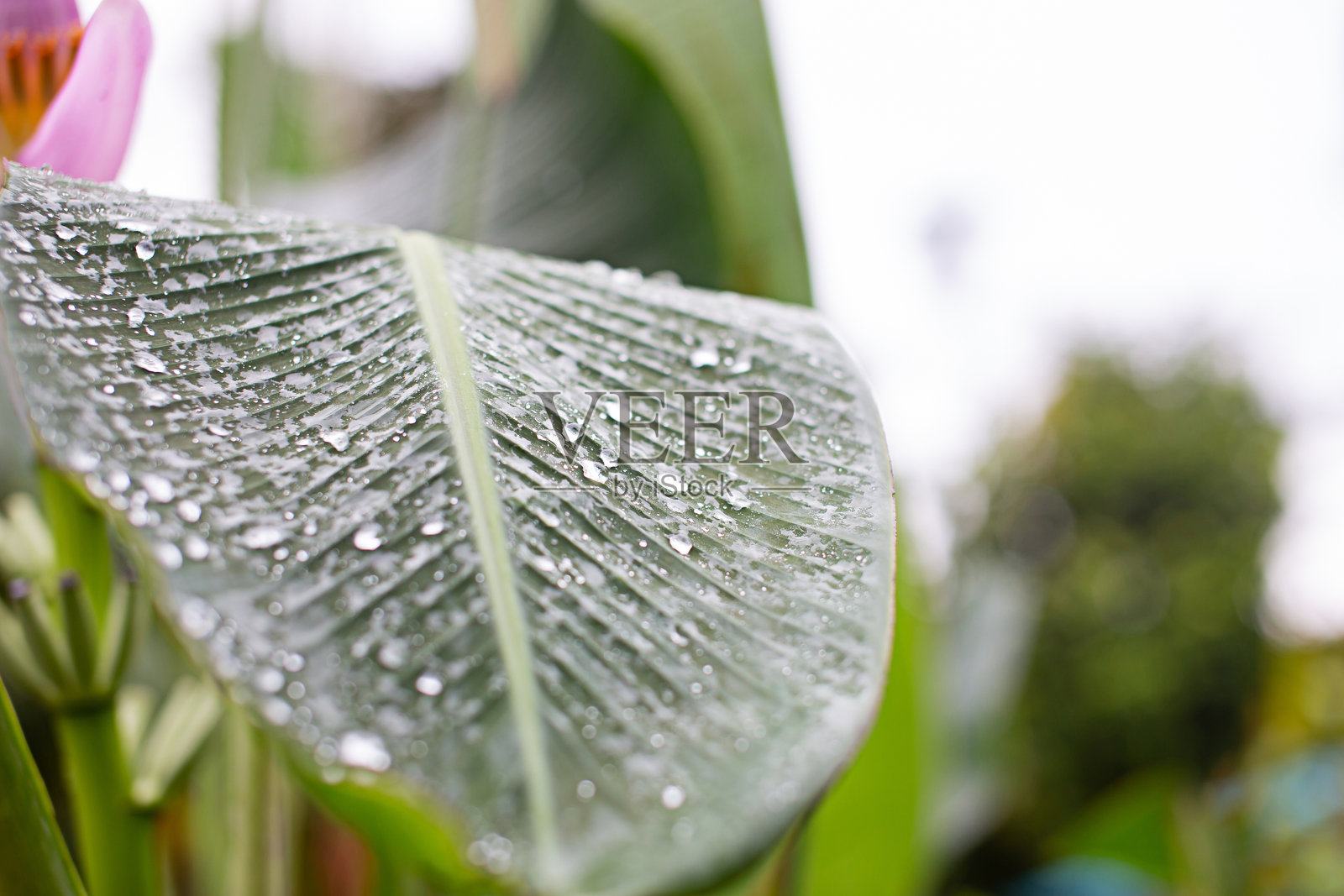 香蕉叶上的水，特写照片，聚焦水滴照片摄影图片
