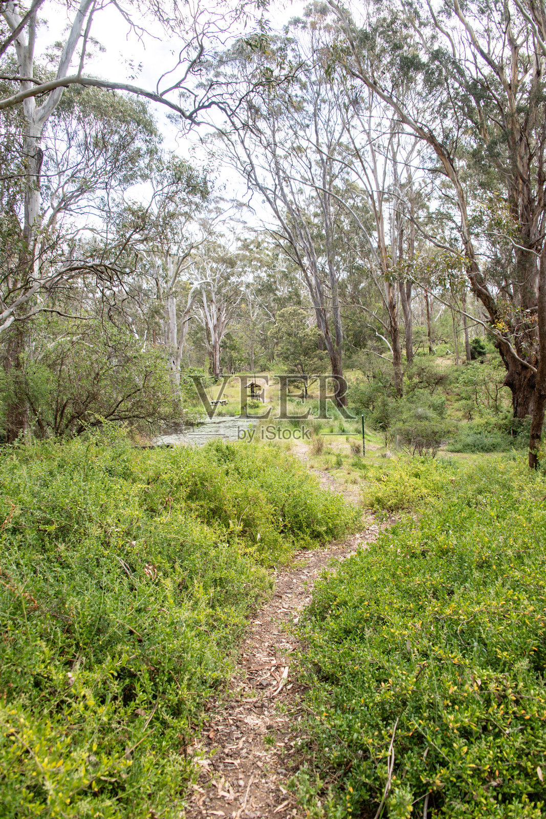 宁静的森林小径被浓密的绿植环绕照片摄影图片