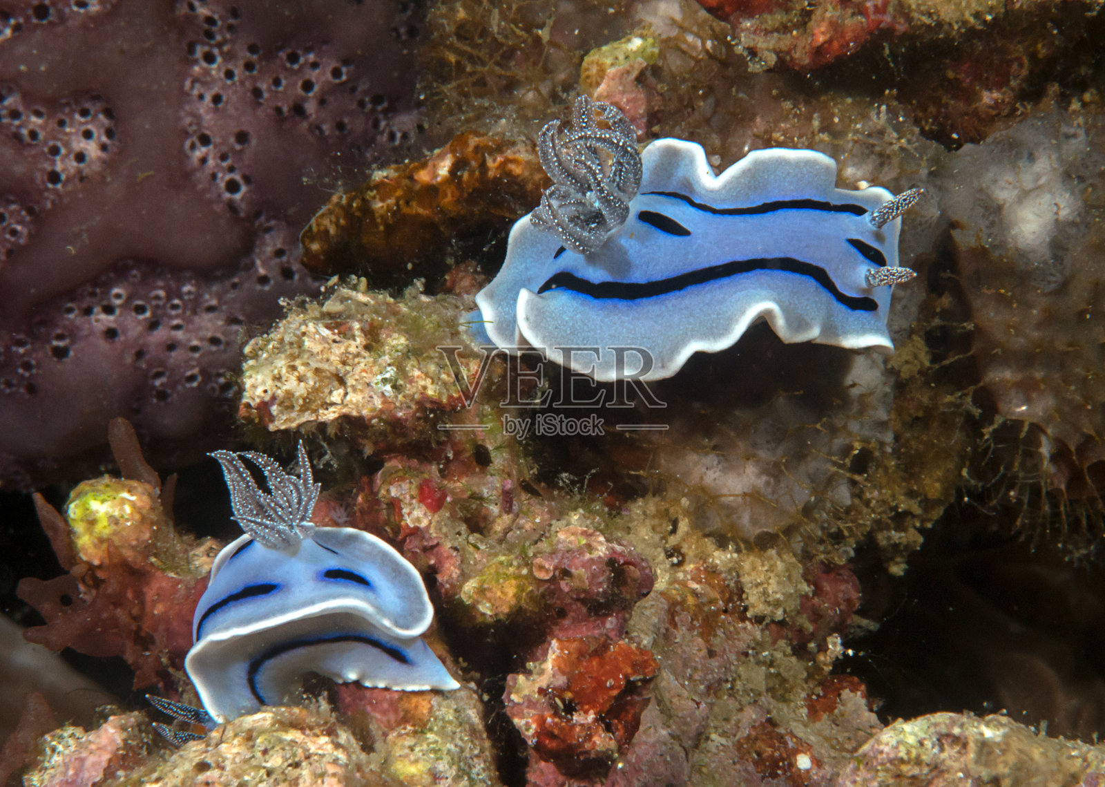 两只海蛞蝓在珊瑚上照片摄影图片