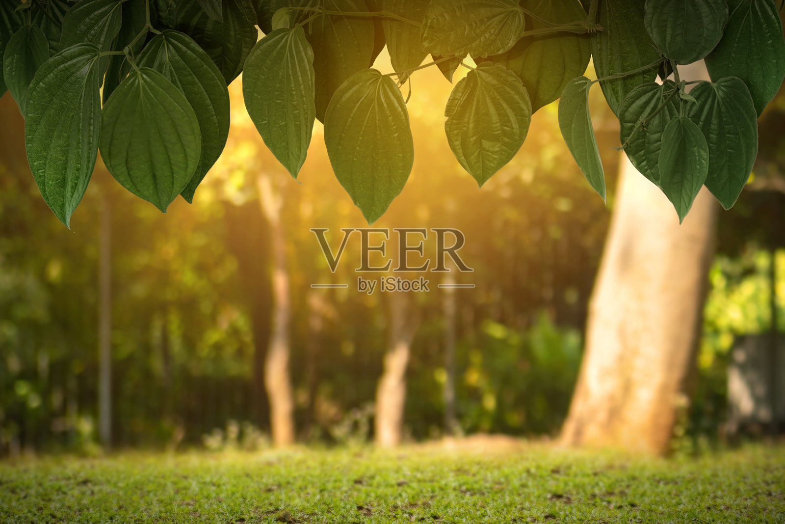 阳光照耀下的绿色植物叶子，背景是模糊的森林。照片摄影图片