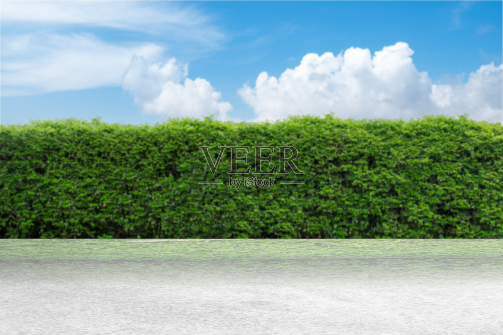 一排绿色植物的树篱在道路旁生长，树篱又高又绿。照片摄影图片