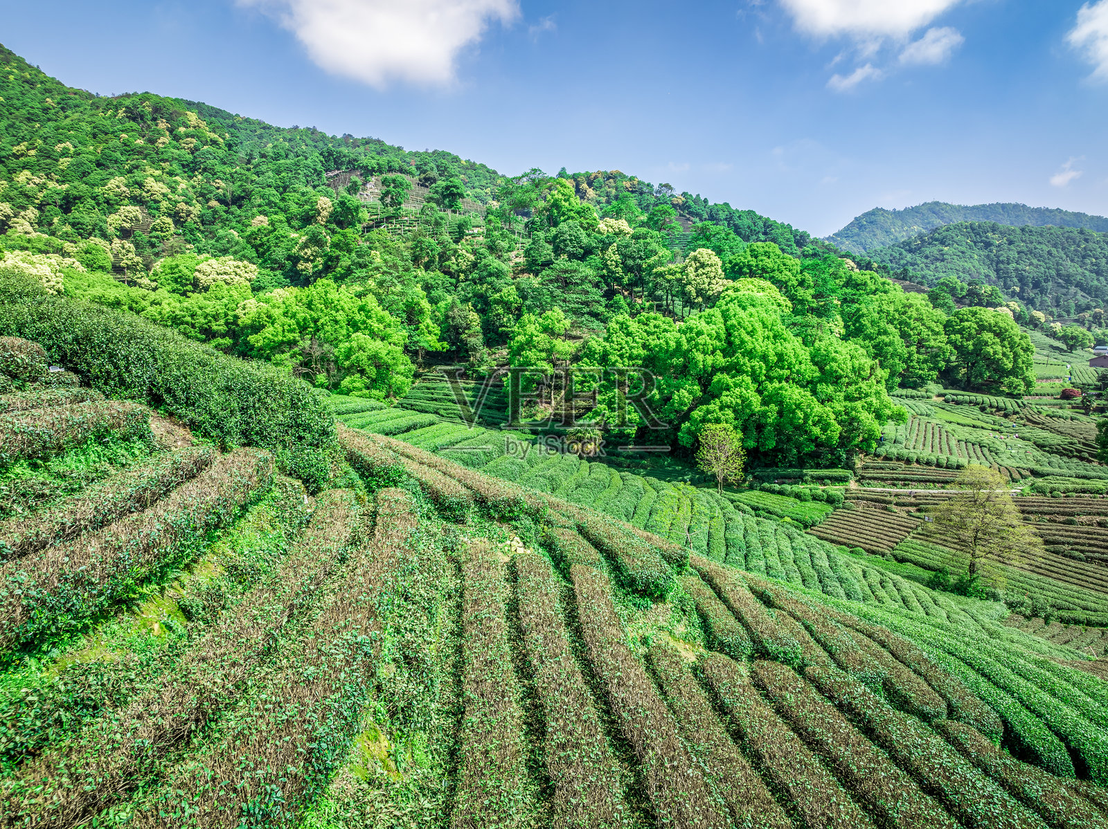 山上的绿茶种植园风景照片摄影图片