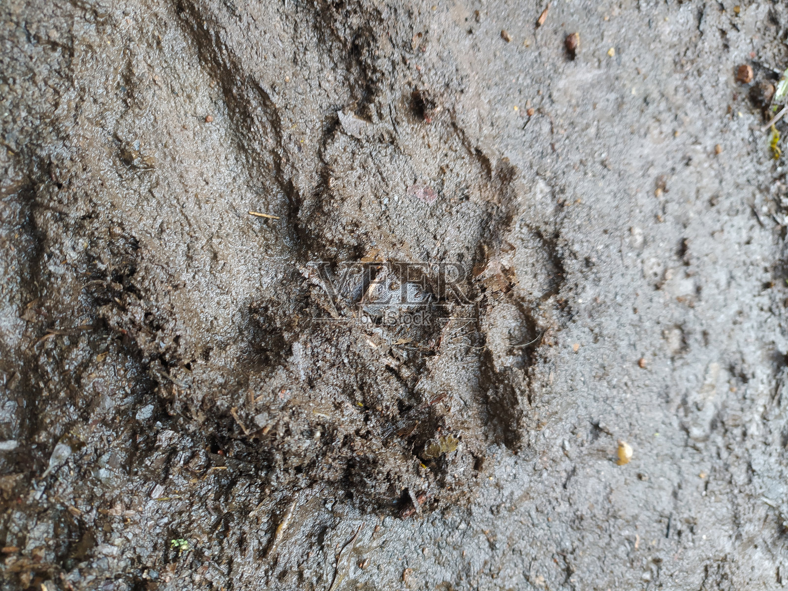狗在泥地上的爪印照片摄影图片