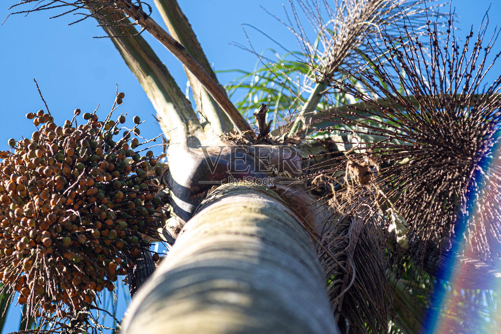 杰里瓦树干（Syagrus romanzoffiana）。照片摄影图片
