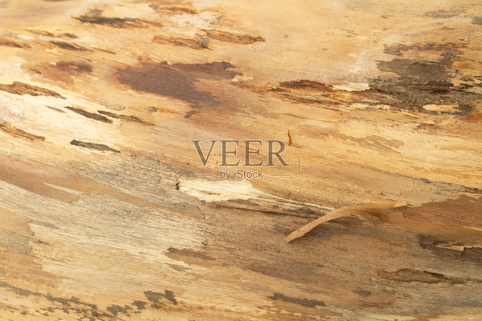 树干纹理的特写视图照片摄影图片