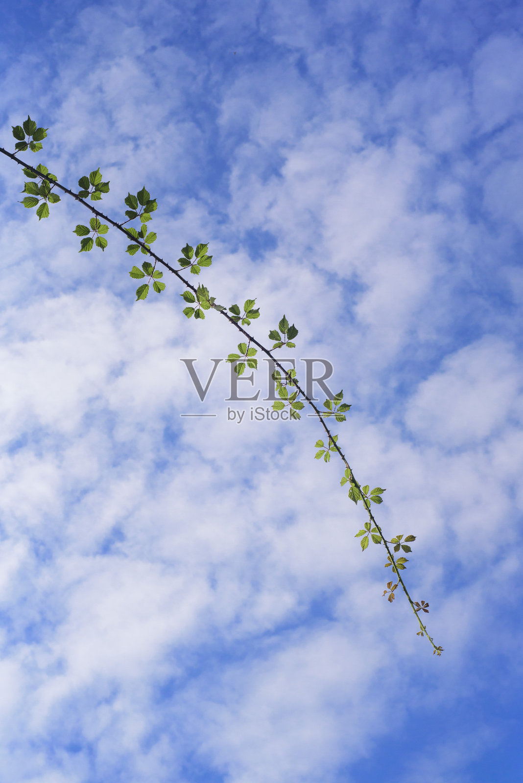 荆棘枝和多云的天空照片摄影图片