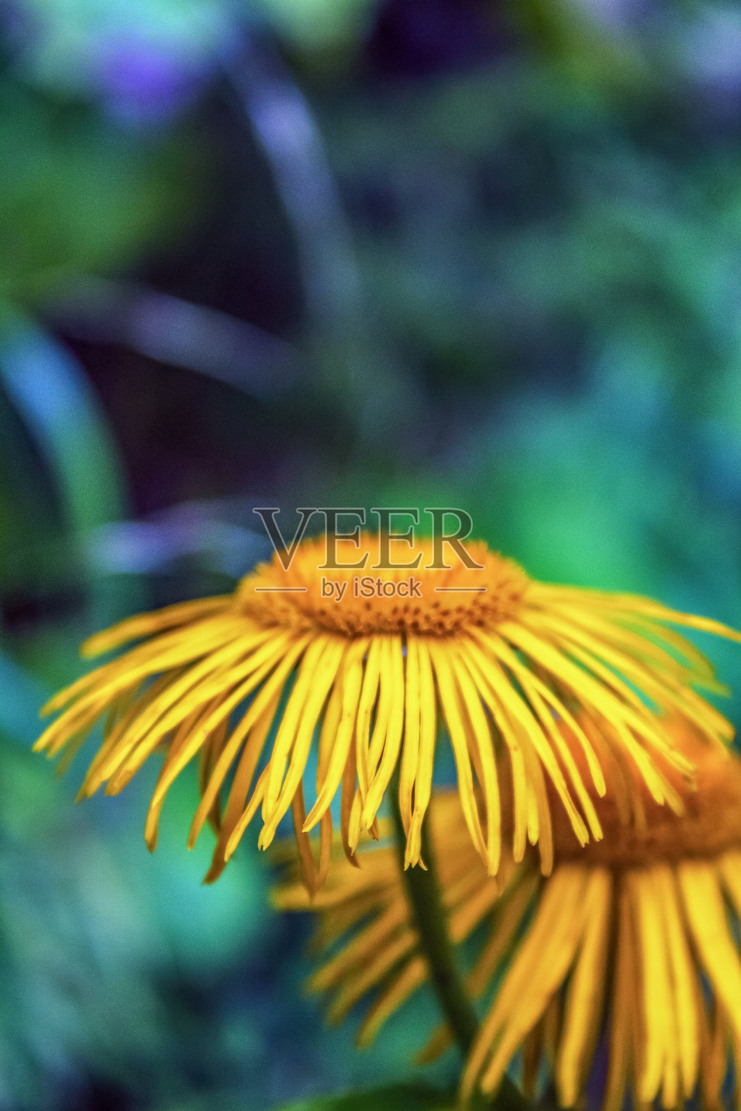 宏观 - 森林 - 欧洲，罗马尼亚，苏恰瓦地区照片摄影图片