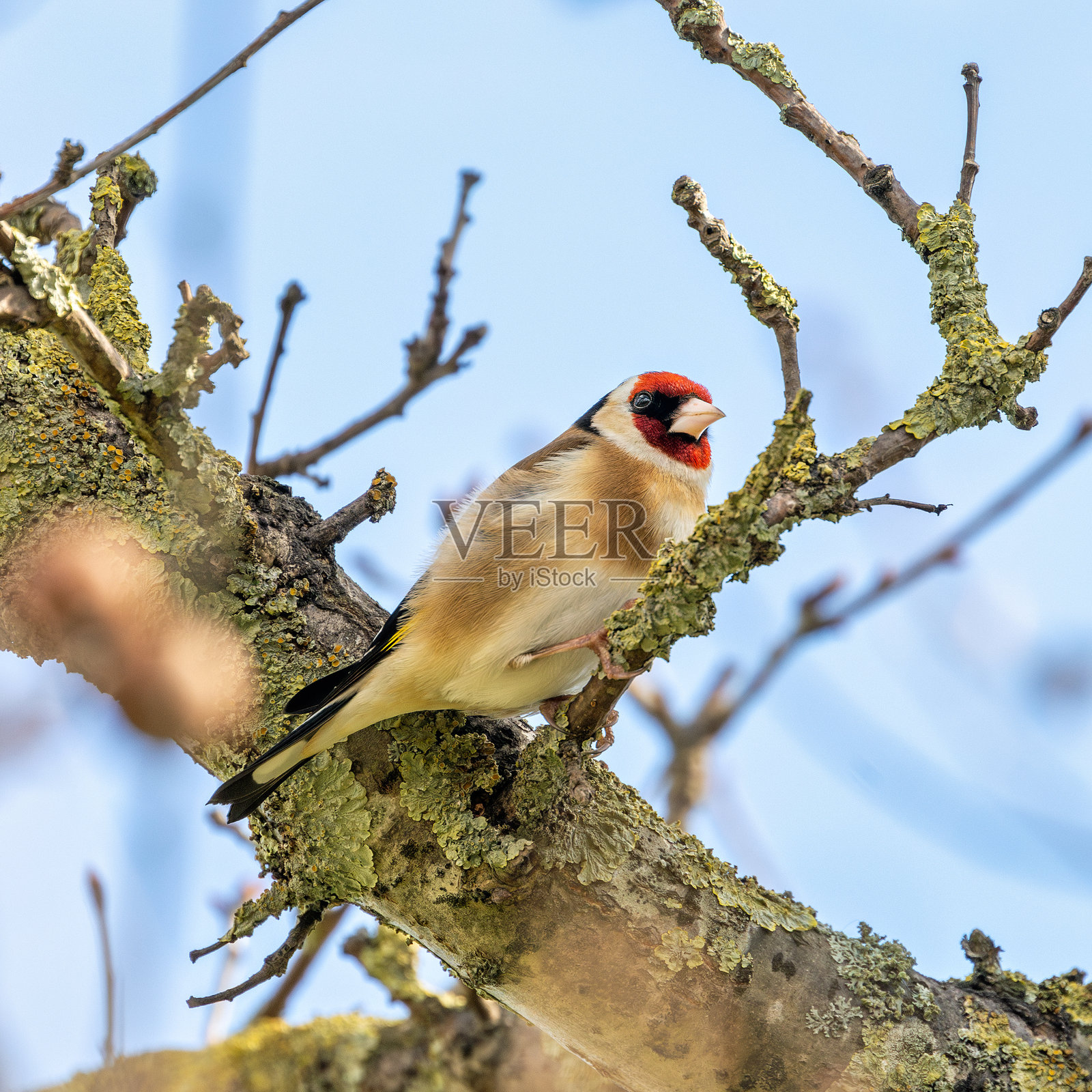 在都柏林北郡发现的欧洲金翅雀（Carduelis carduelis），通常分布于整个欧洲。照片摄影图片
