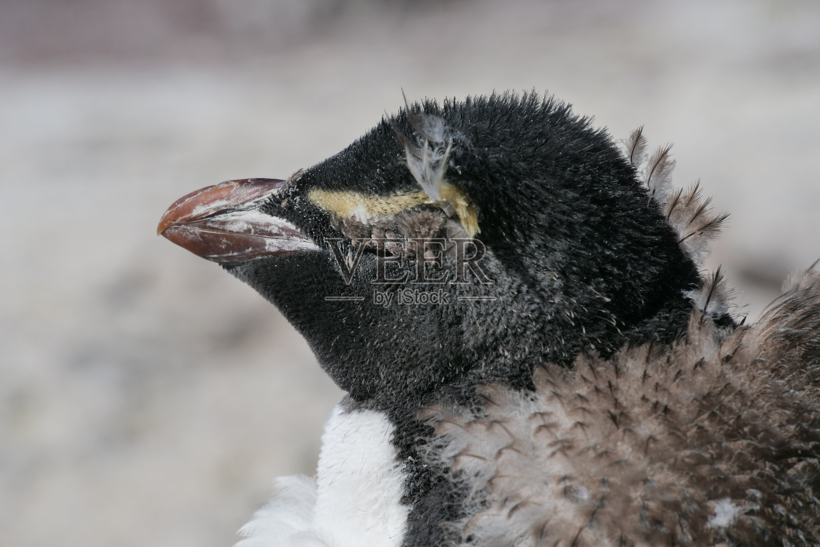 在阿根廷的企鹅岛上，一只岩跳企鹅（Eudyptes chrysocome）站在岩石上，享受阳光的特写镜头。照片摄影图片