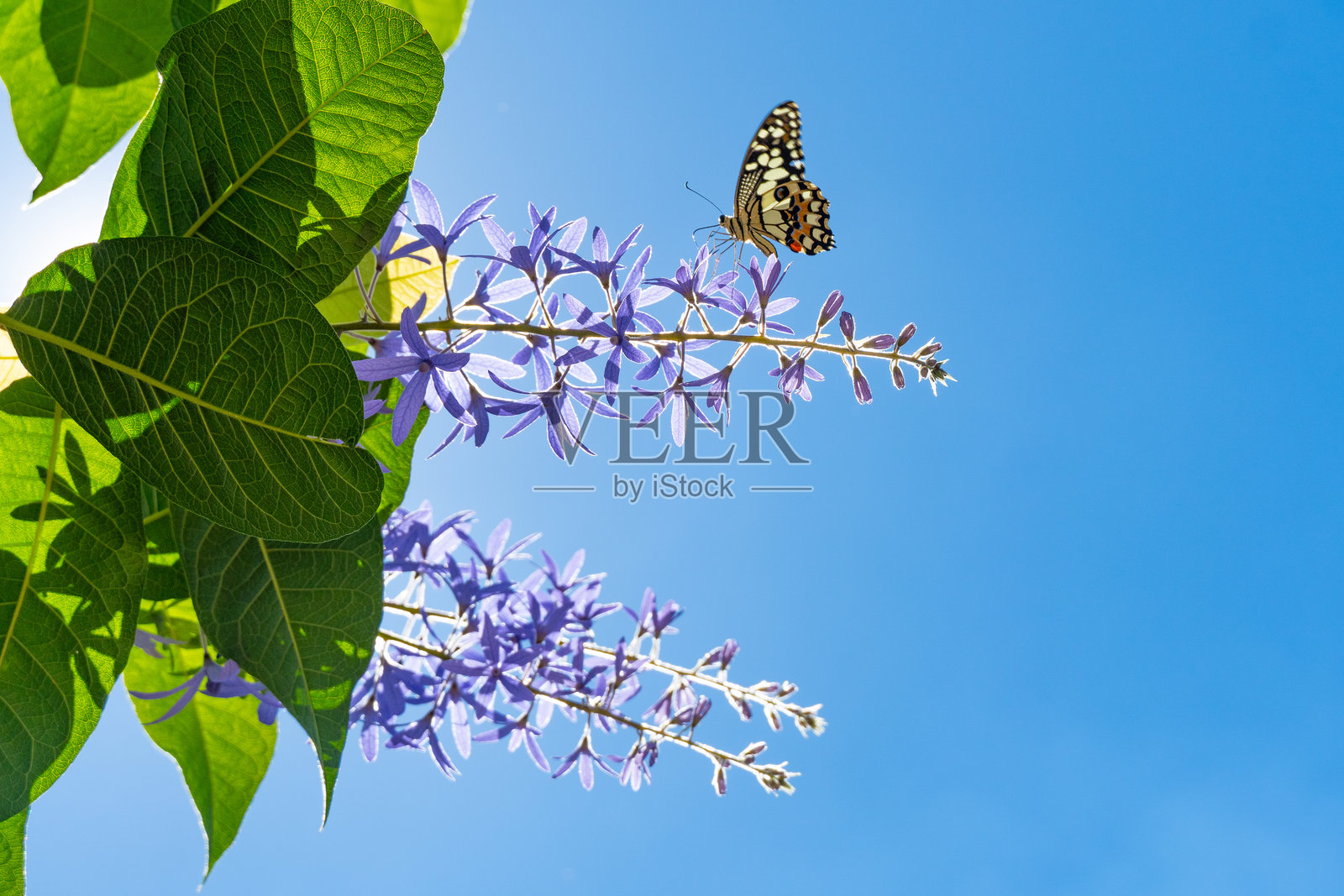 一只鲜艳蓝色蝴蝶栖息在一簇花朵上的特写镜头照片摄影图片
