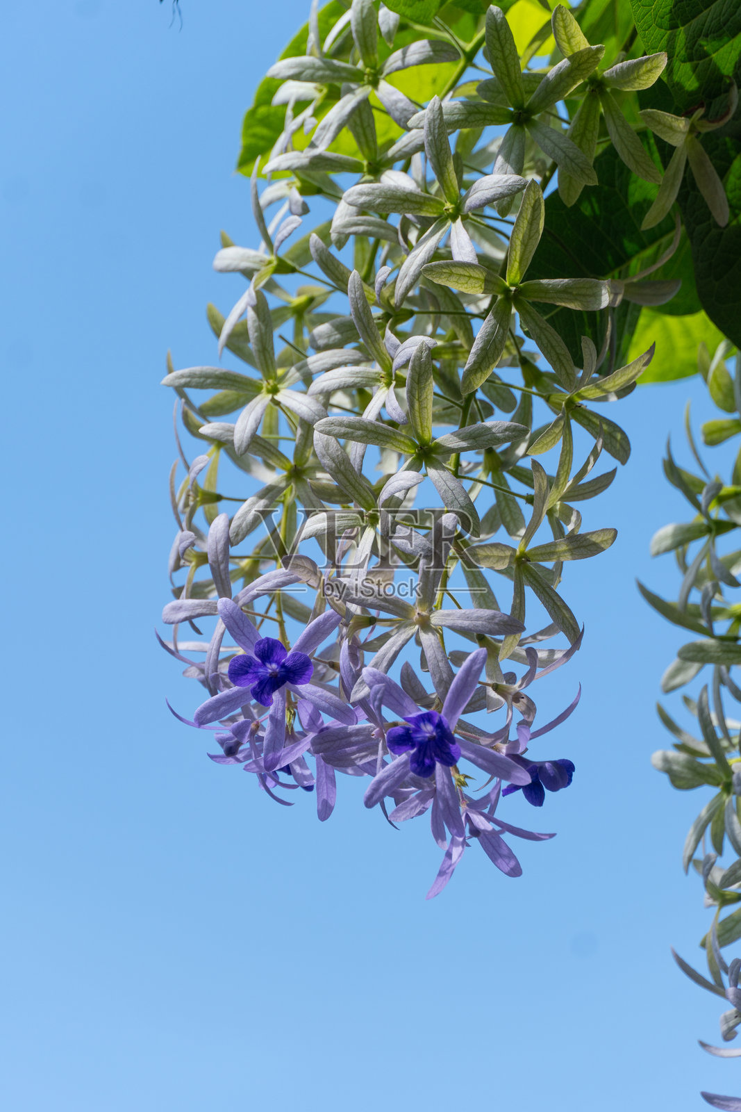 迷人的紫色盛开花朵在郁郁葱葱的植物园中。照片摄影图片